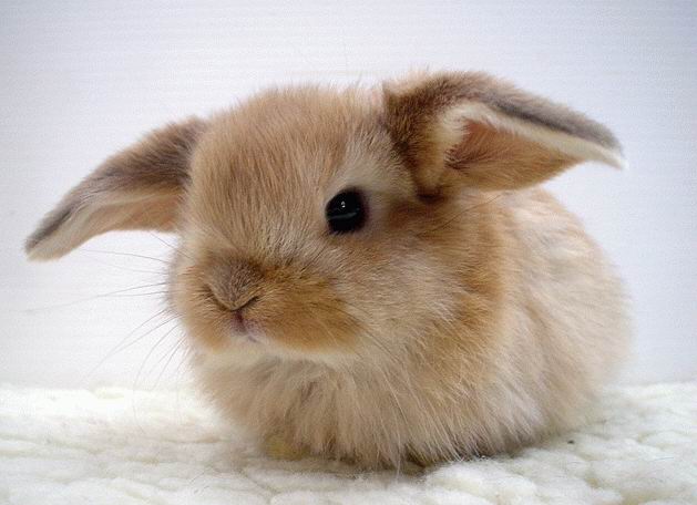 Стоит ли завести дома декоративного карликового кролика?
